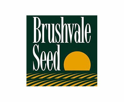brushvale-seed